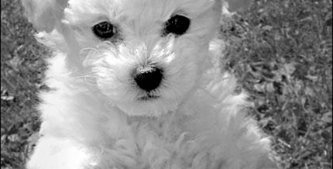 bichon1