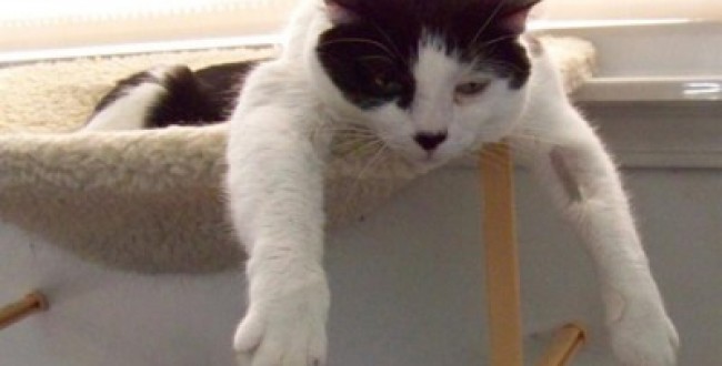 Boredcat 400x300