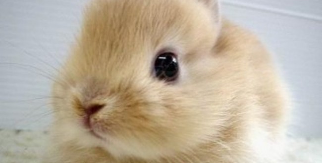 Fluffy Bunny 367x300