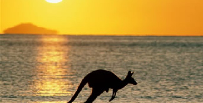 australia kangaroo