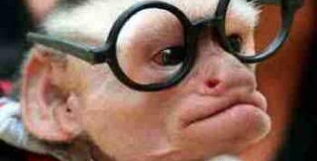 monkey