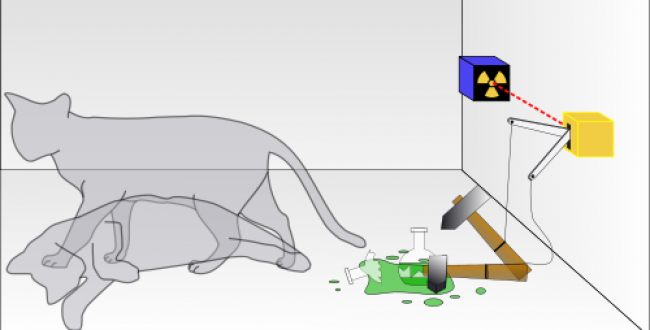 scrod cat